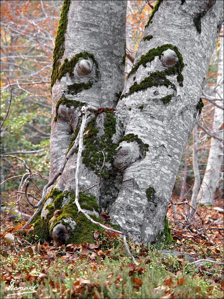 Foto de San Martin de Moncayo (Zaragoza), España