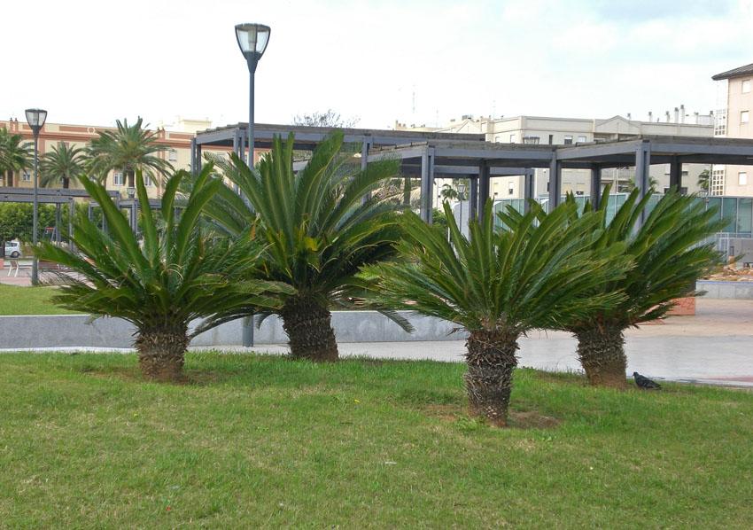 Foto de Cádiz (Andalucía), España