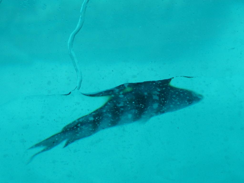Foto de Fernando de Noronha, Brasil