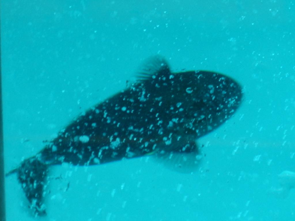 Foto de Fernando de Noronha, Brasil