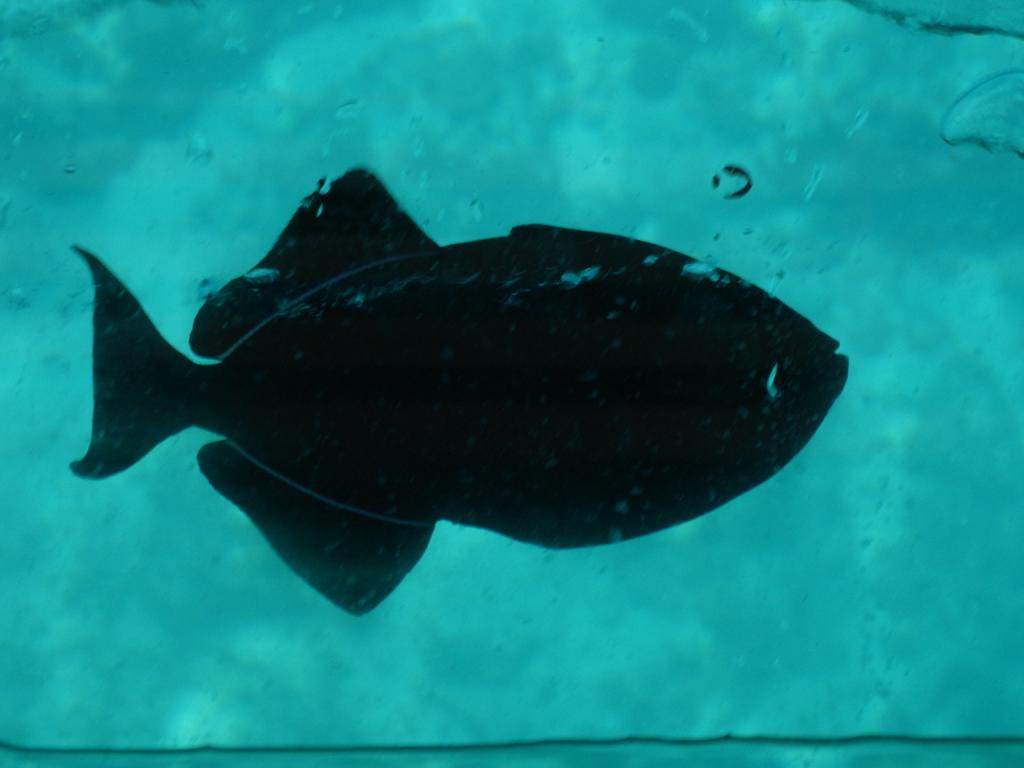 Foto de Fernando de Noronha, Brasil