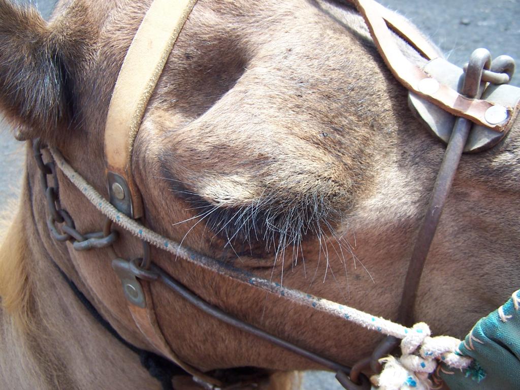 Foto de Lanzarote (Las Palmas), España