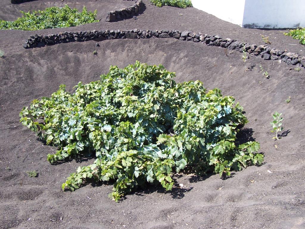 Foto de Lanzarote (Las Palmas), España
