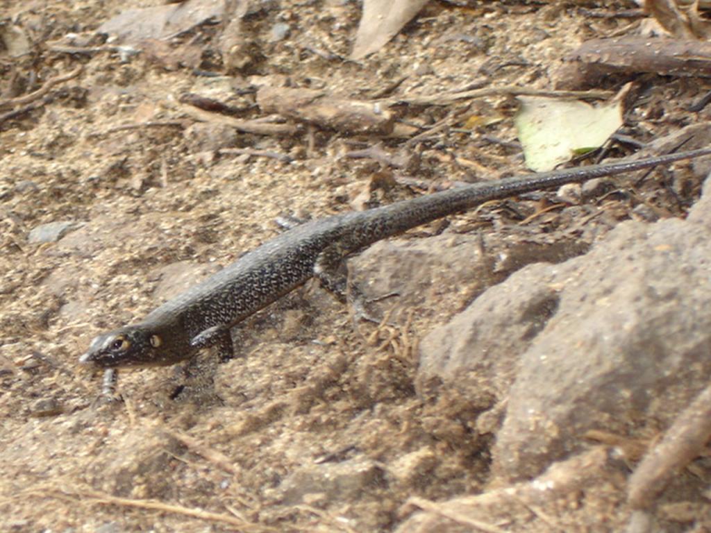 Foto de Fernando de Noronha, Brasil