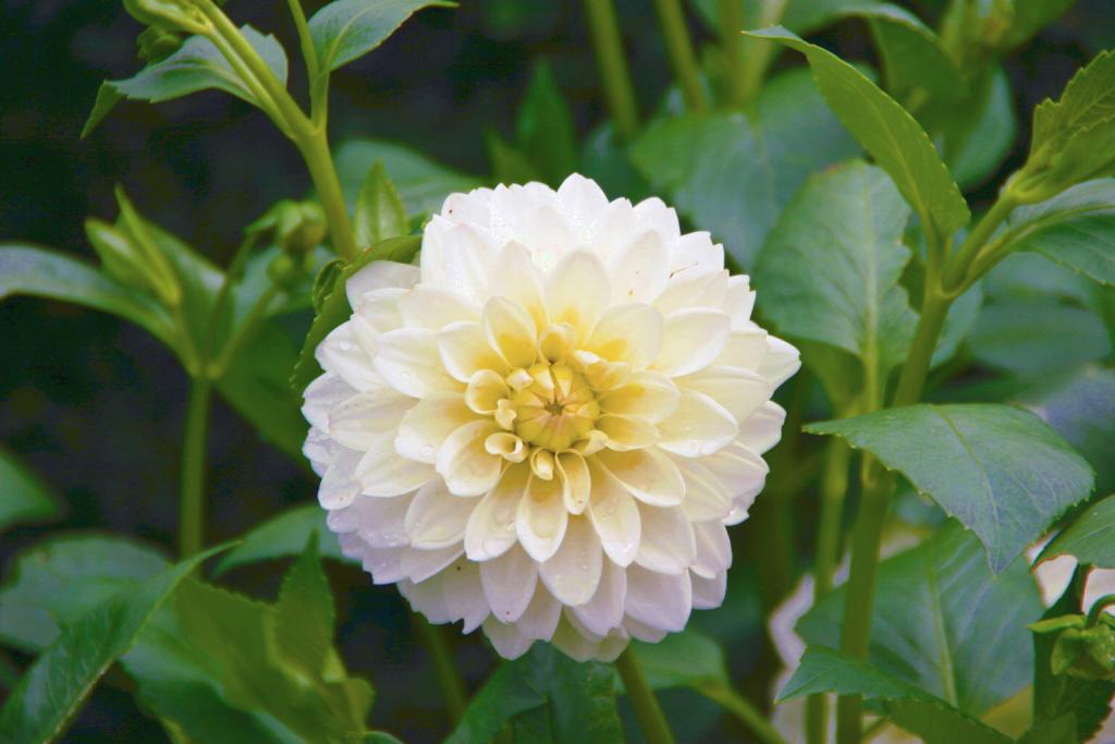 Foto de Villandry, Francia