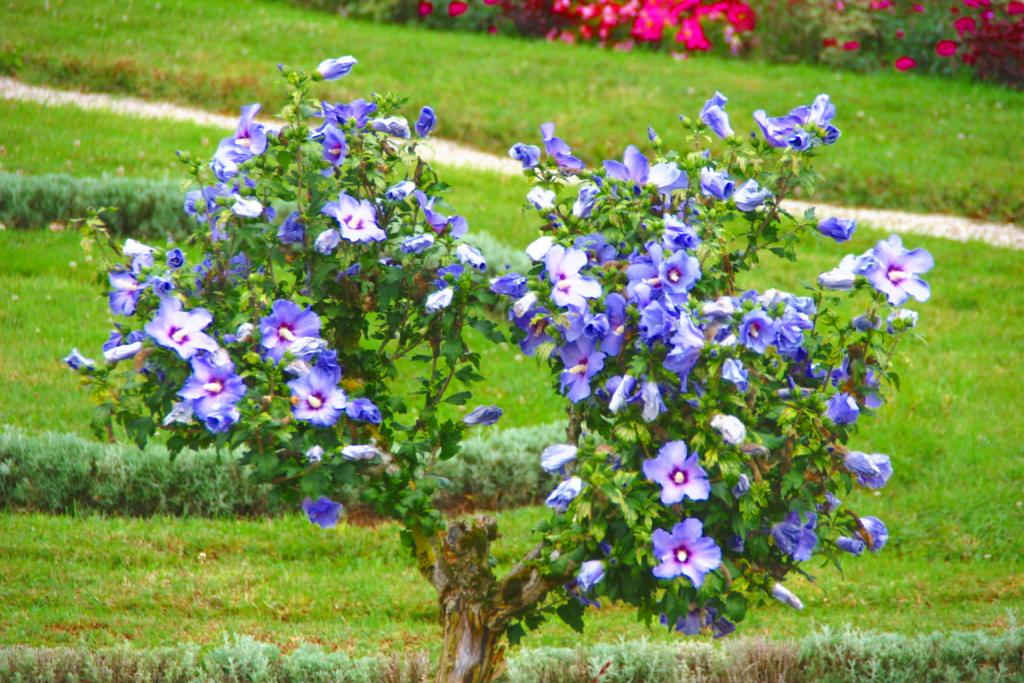 Foto de Chenonceaux, Francia