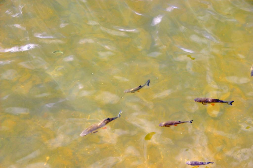 Foto de Chenonceaux, Francia