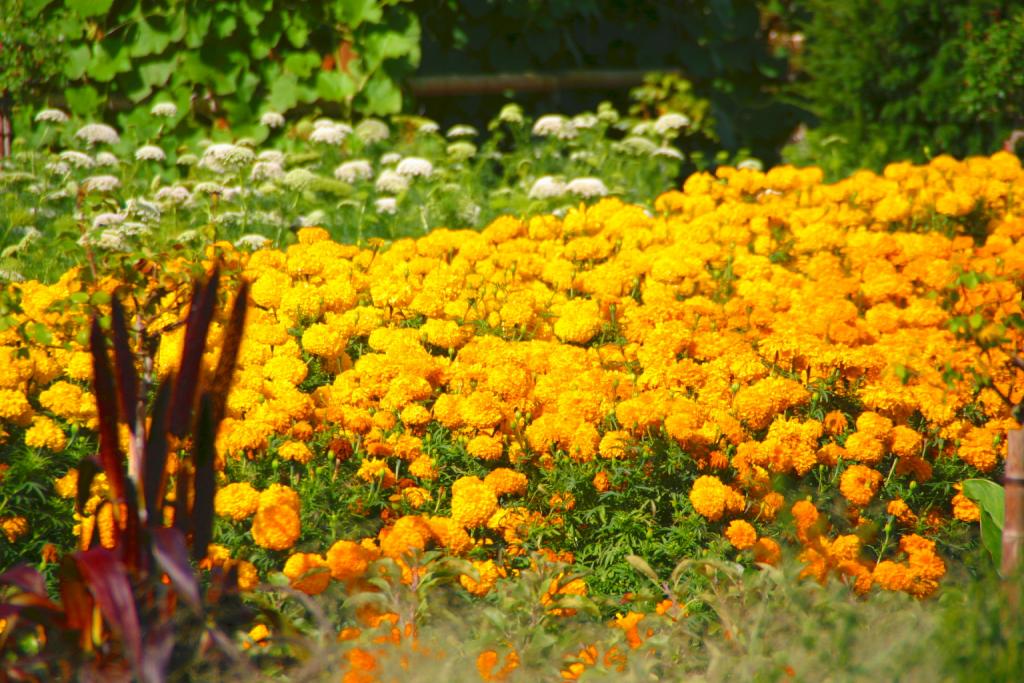 Foto de Chenonceaux, Francia