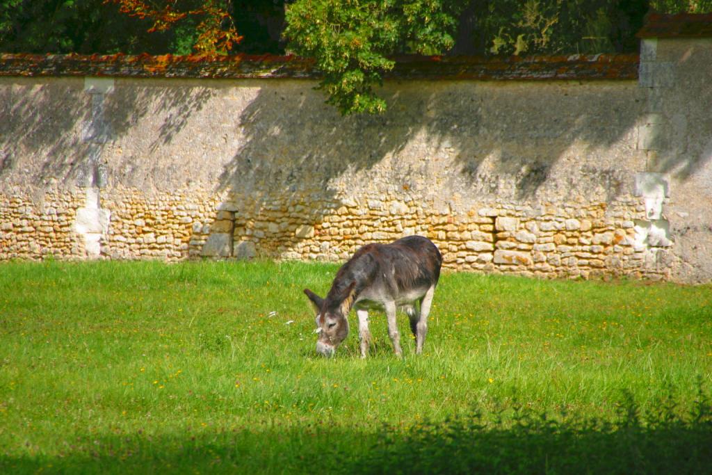 Foto de Chenonceaux, Francia