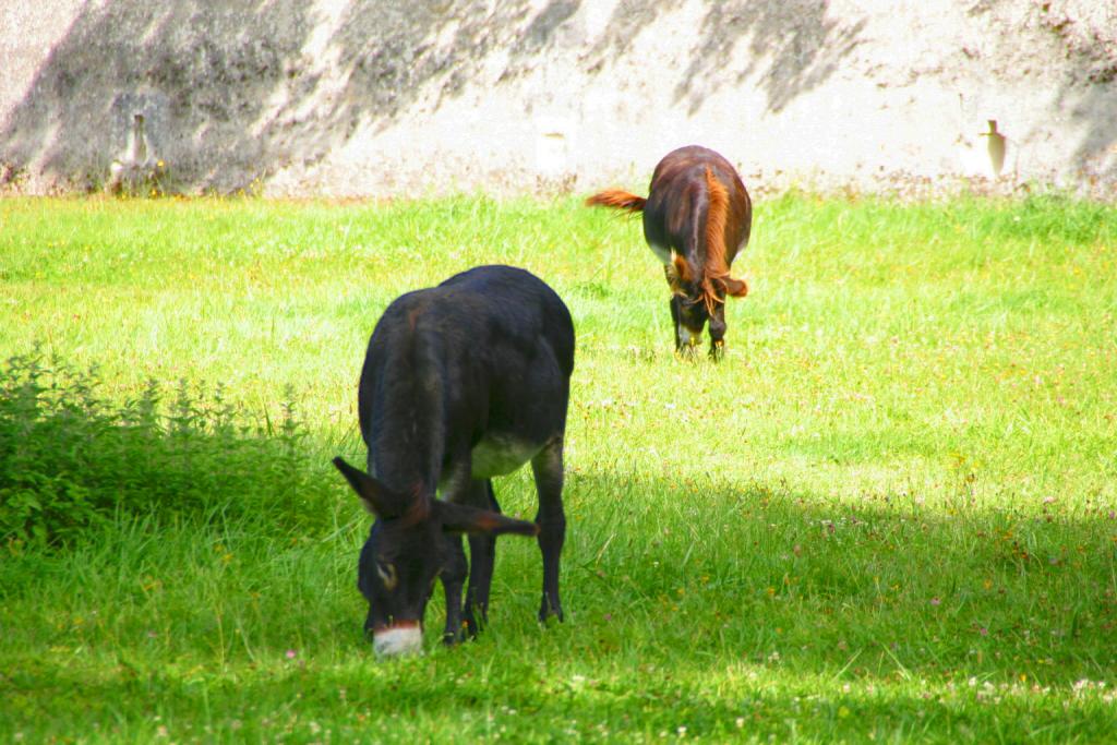 Foto de Chenonceaux, Francia