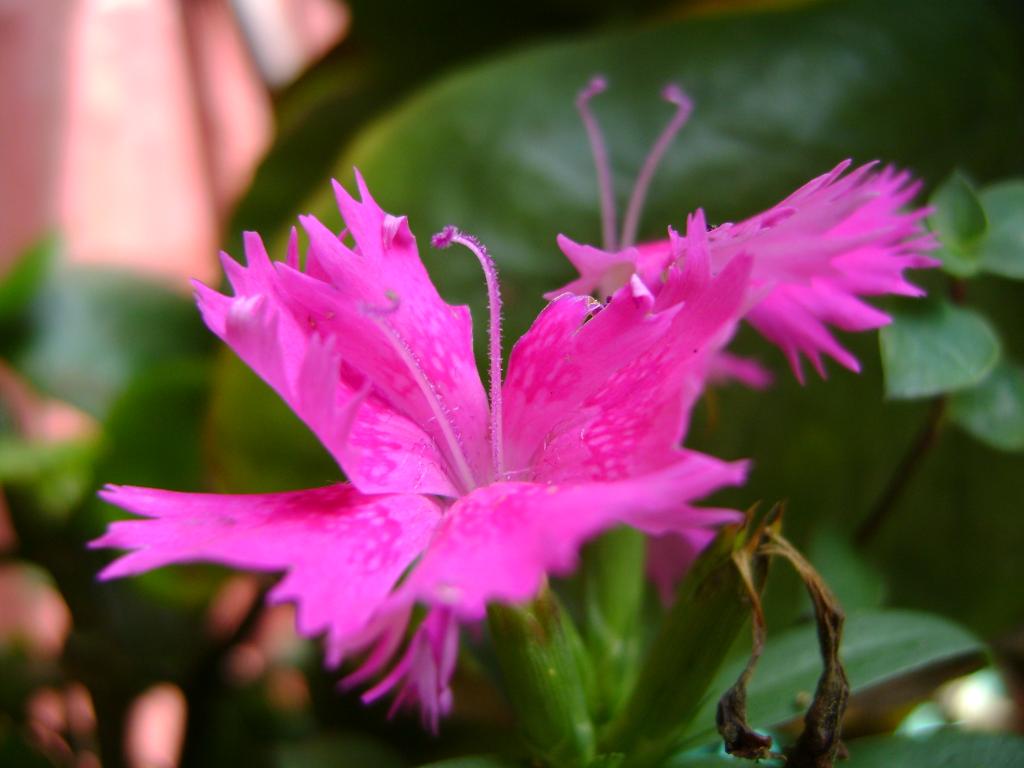 Foto de Aserrí, Costa Rica