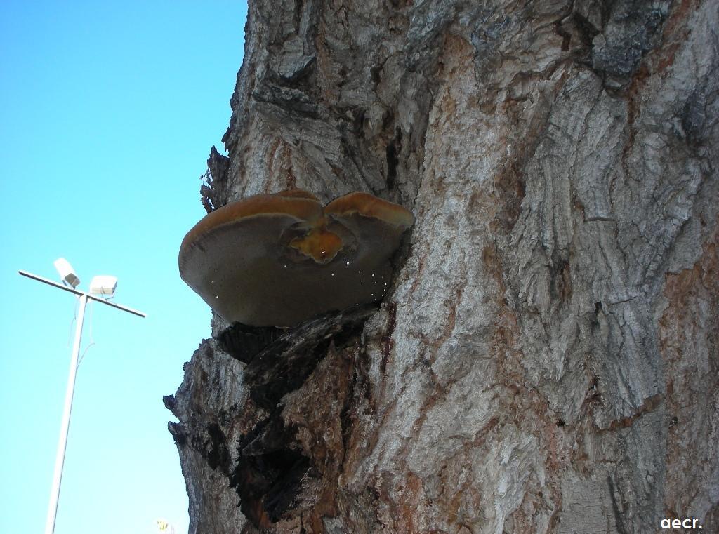 Foto de Madrid (Comunidad de Madrid), España