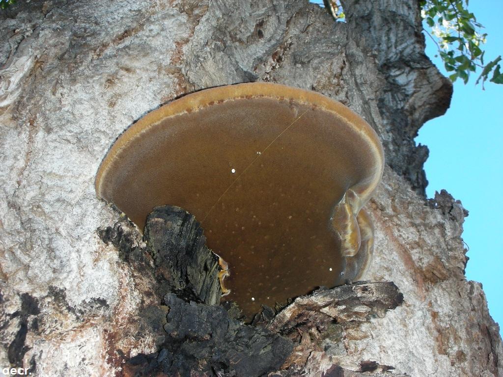 Foto de Madrid (Comunidad de Madrid), España