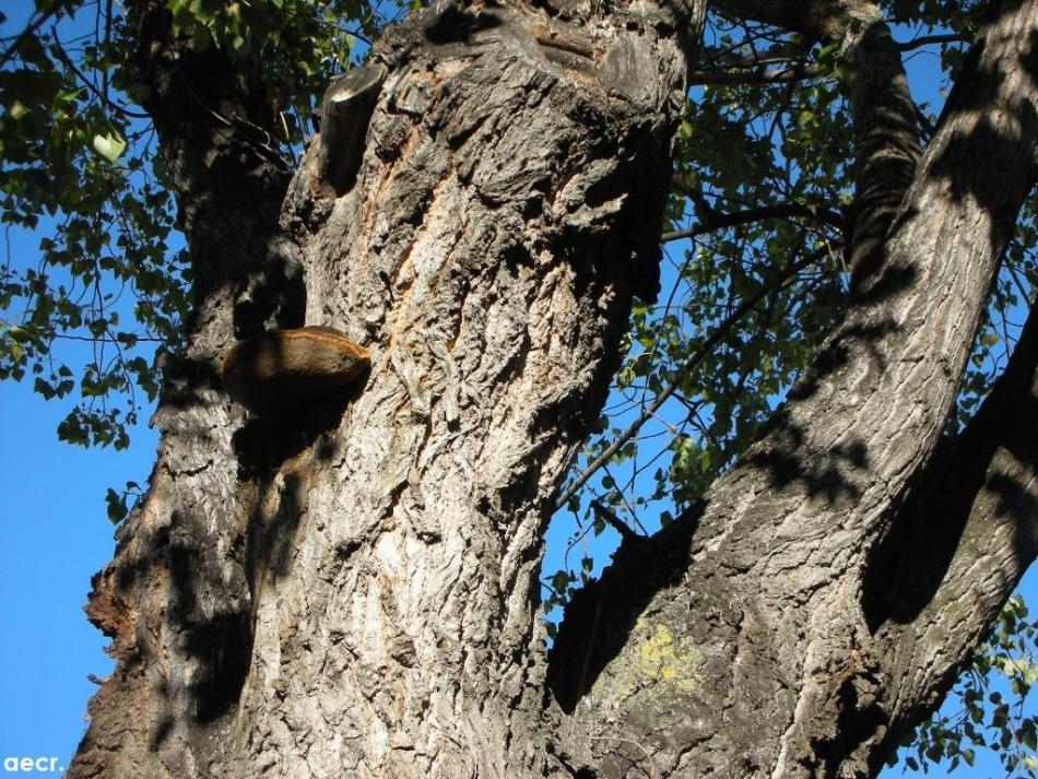 Foto de Madrid (Comunidad de Madrid), España