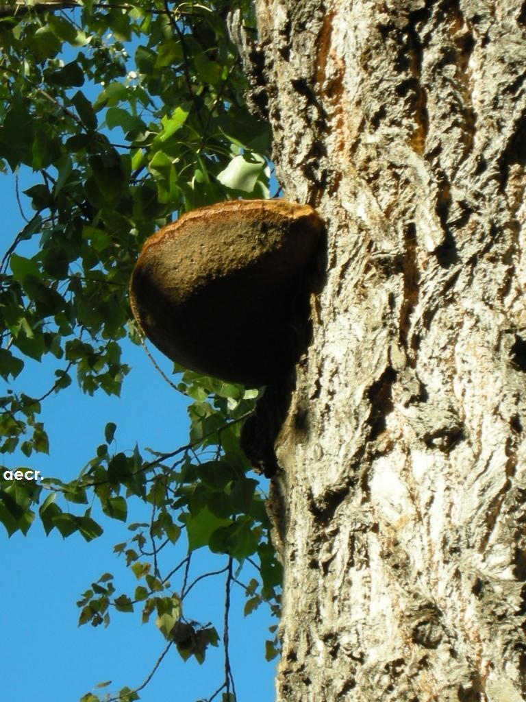 Foto de Madrid (Comunidad de Madrid), España