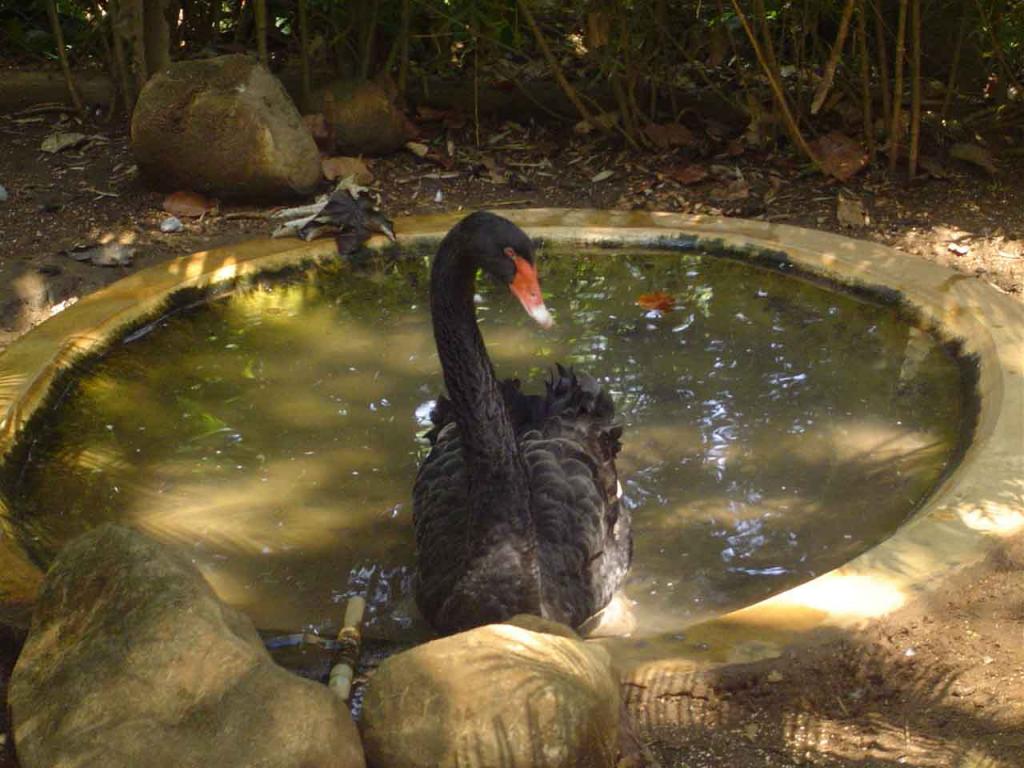 Foto de Alajuela, Costa Rica