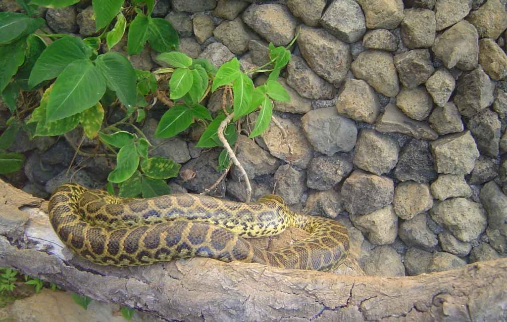 Foto de Grecia (Alajuela), Costa Rica