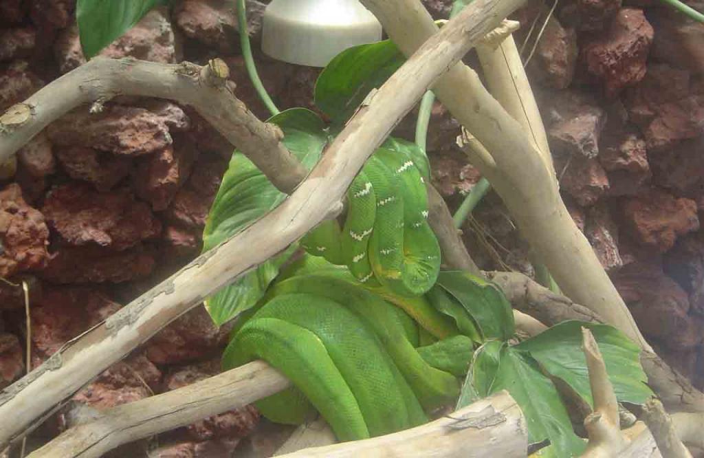 Foto de Grecia (Alajuela), Costa Rica