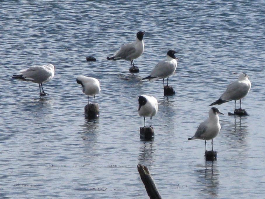 Foto de Huatajata, Bolivia