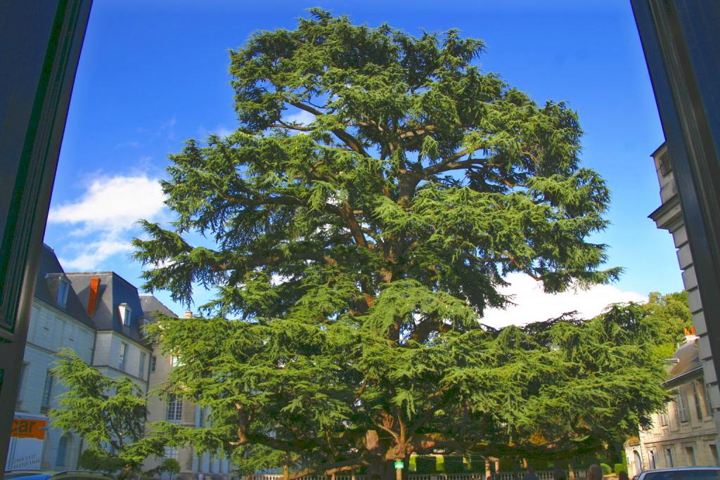 Foto de Tours, Francia