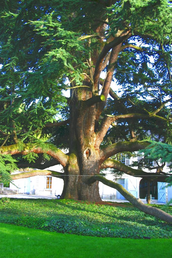 Foto de Tours, Francia