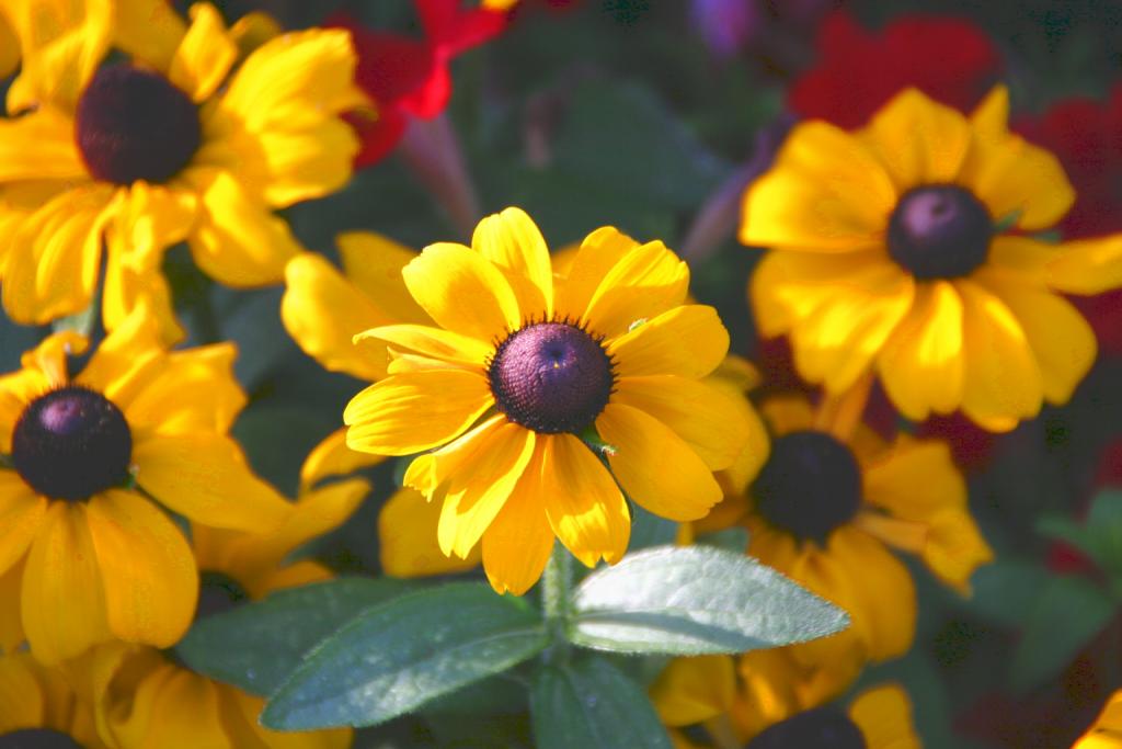 Foto de Tours, Francia