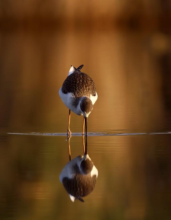 Foto de Puigcerdá (Girona), España