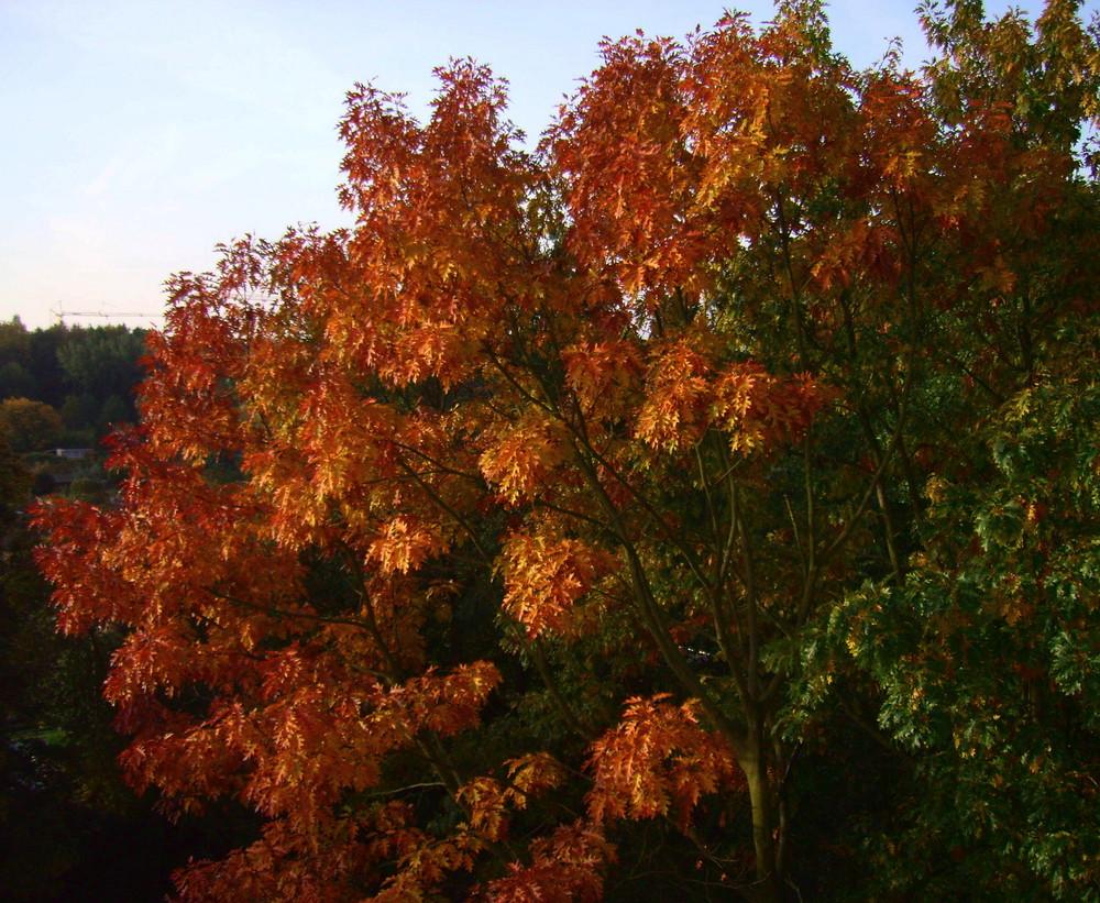 Foto de Carcassonne, Francia