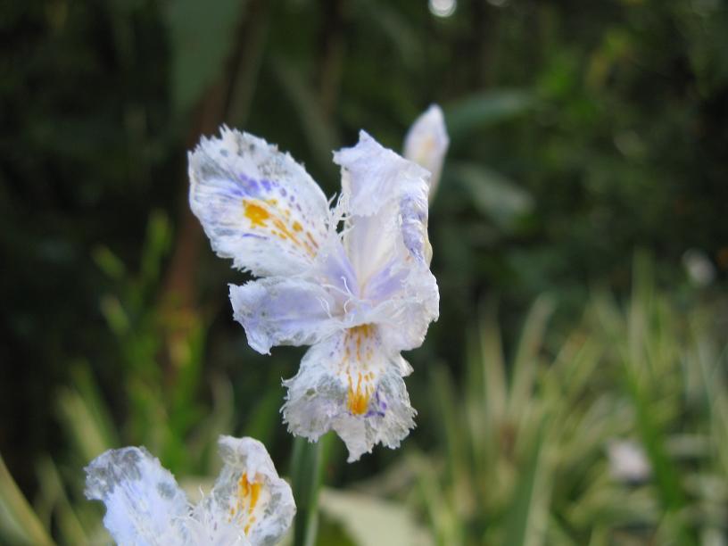 Foto de Sopo, Colombia