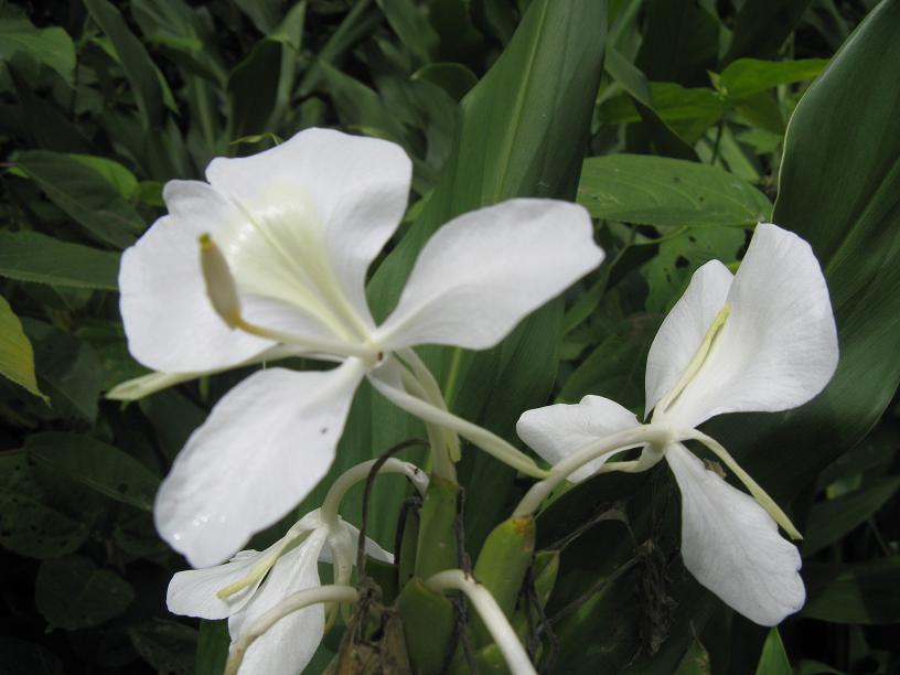 Foto de Coroico, Bolivia