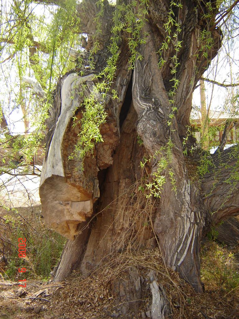 Foto de Rodeo (San Juan), Argentina