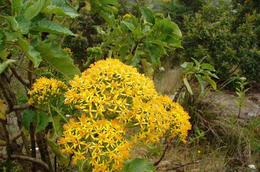 Foto de Cartago, Costa Rica