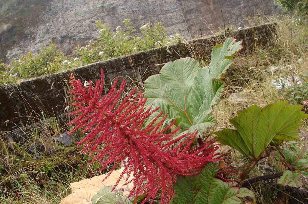 Foto de Cartago, Costa Rica