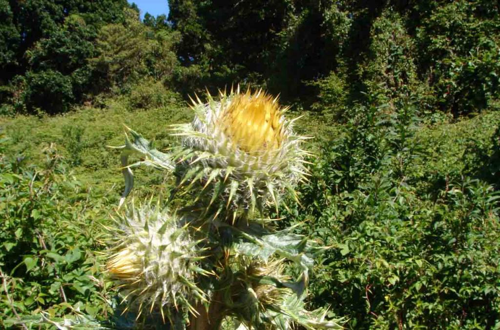 Foto de Cartago, Costa Rica