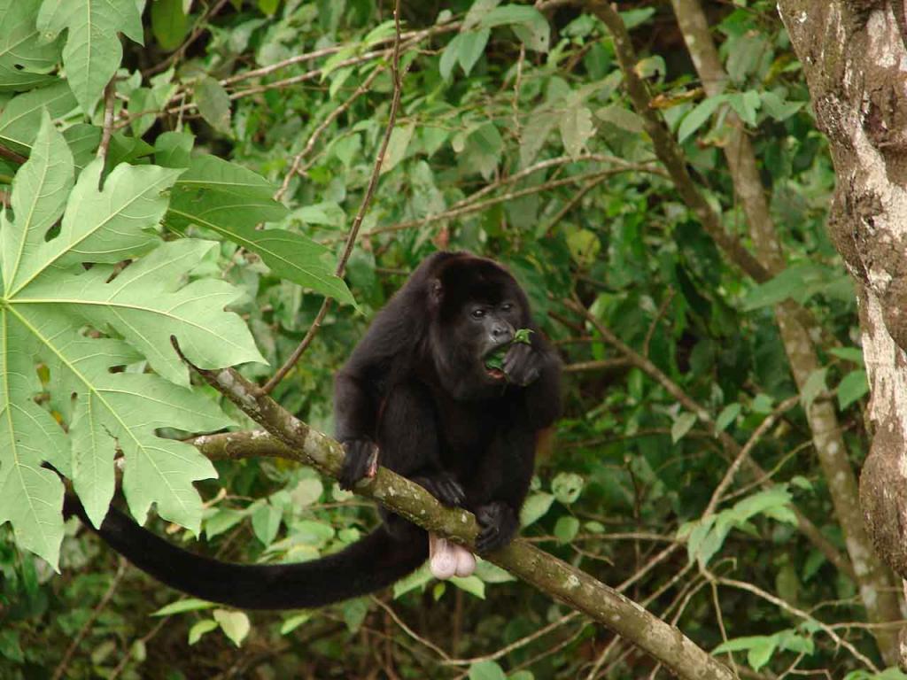 Foto de Lepanto (Puntarenas), Costa Rica
