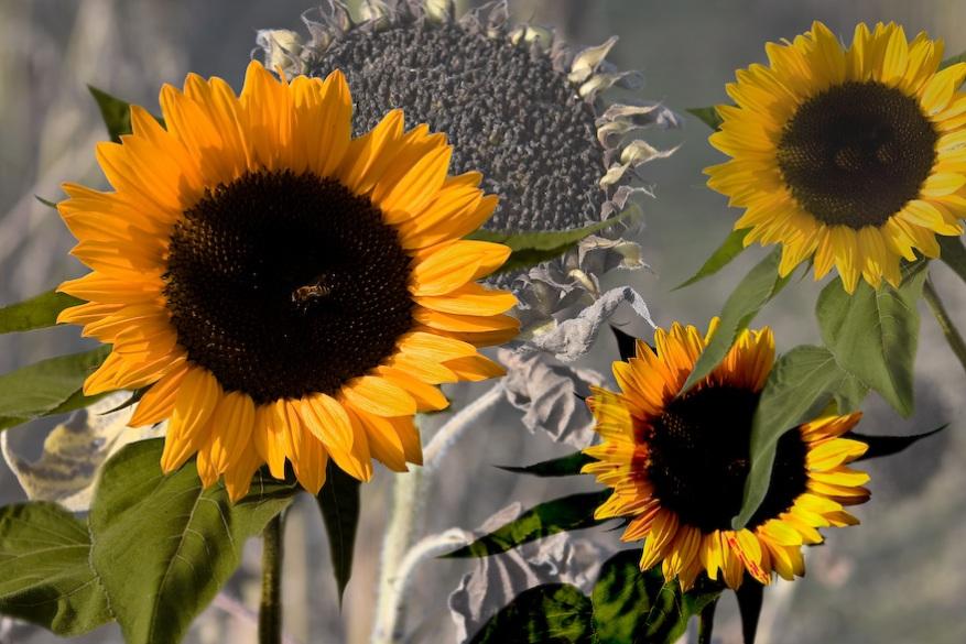 Foto de Girona (Cataluña), España