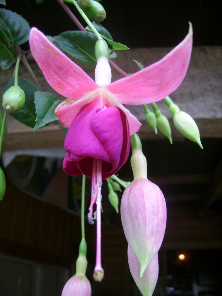 Foto de Chiloe, Chile