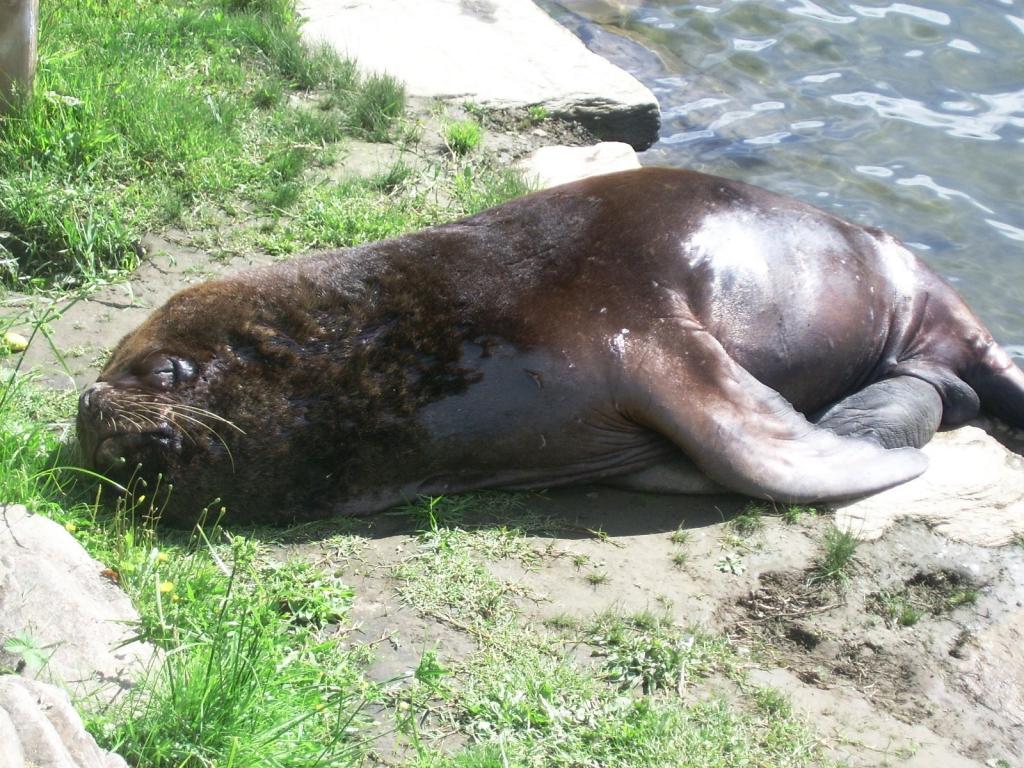 Foto de Valdivia, Chile
