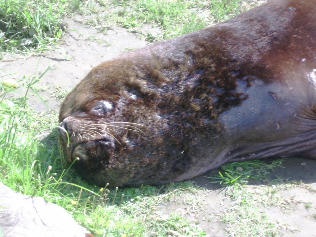 Foto de Valdivia, Chile