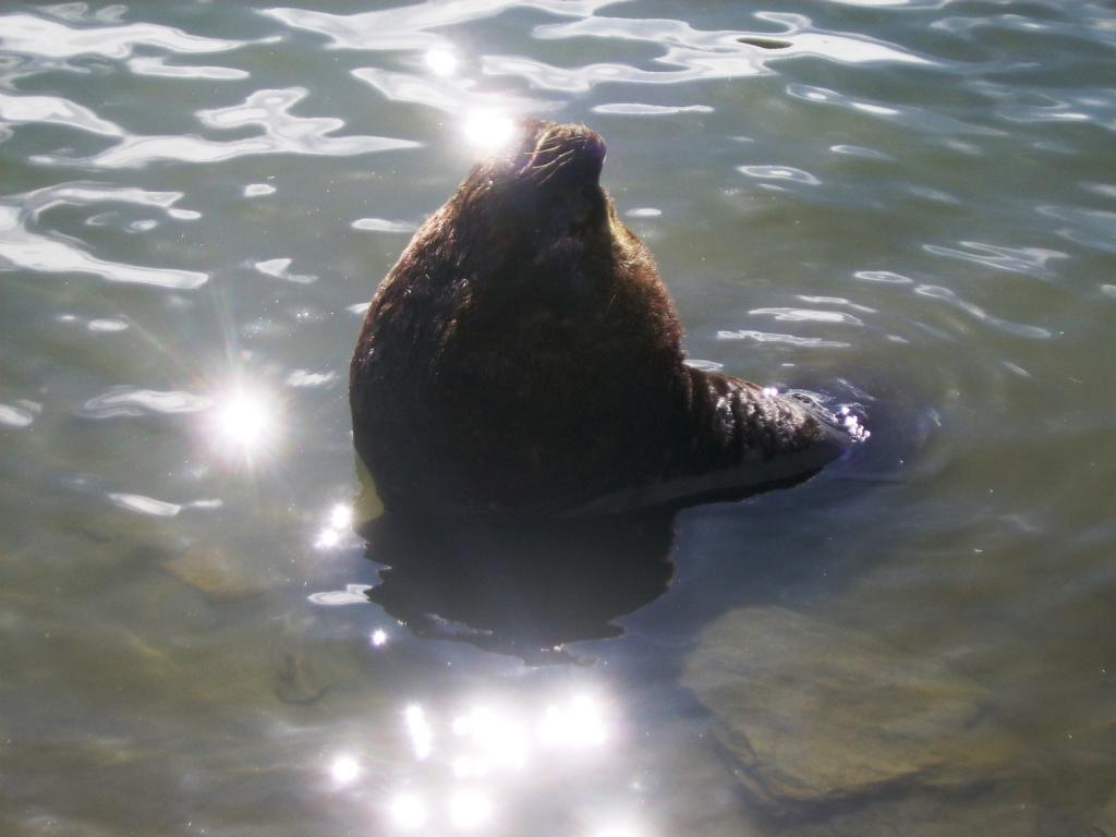 Foto de Valdivia, Chile