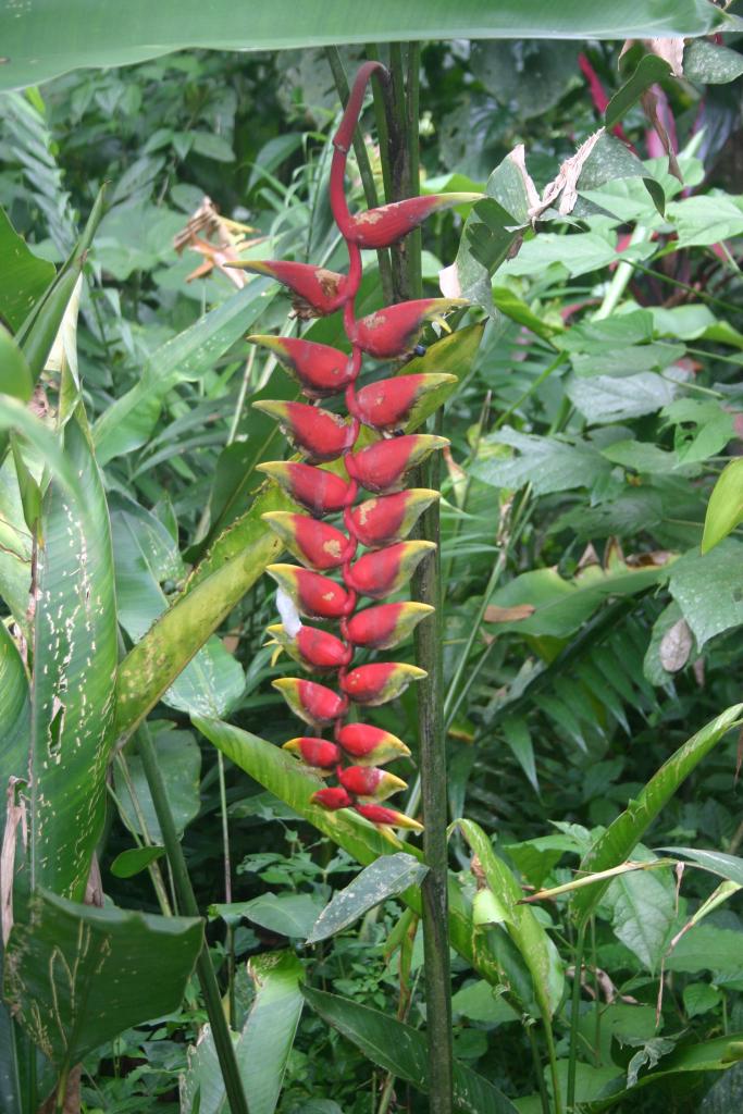 Foto de San José, Costa Rica