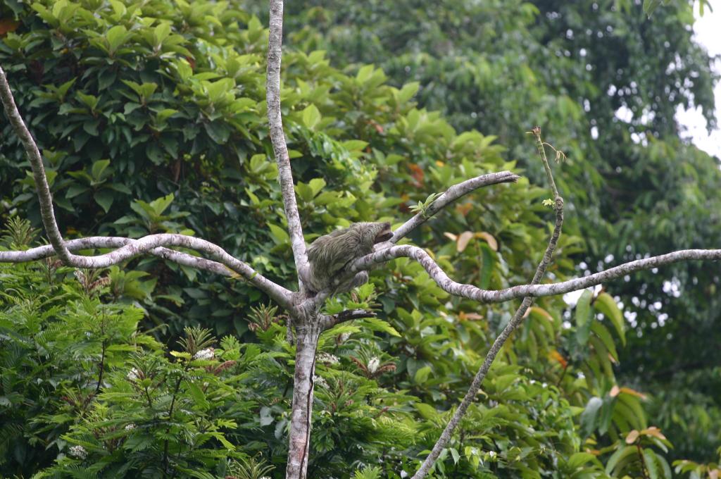 Foto de San Carlos del Arenal, Costa Rica