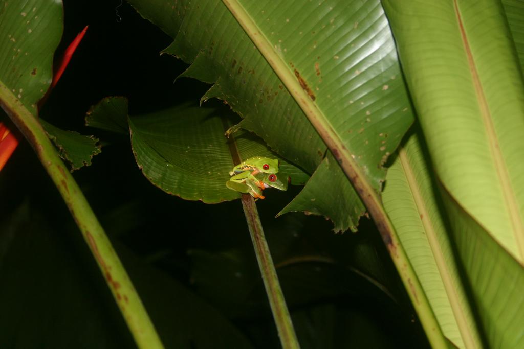 Foto de Cahuita, Costa Rica