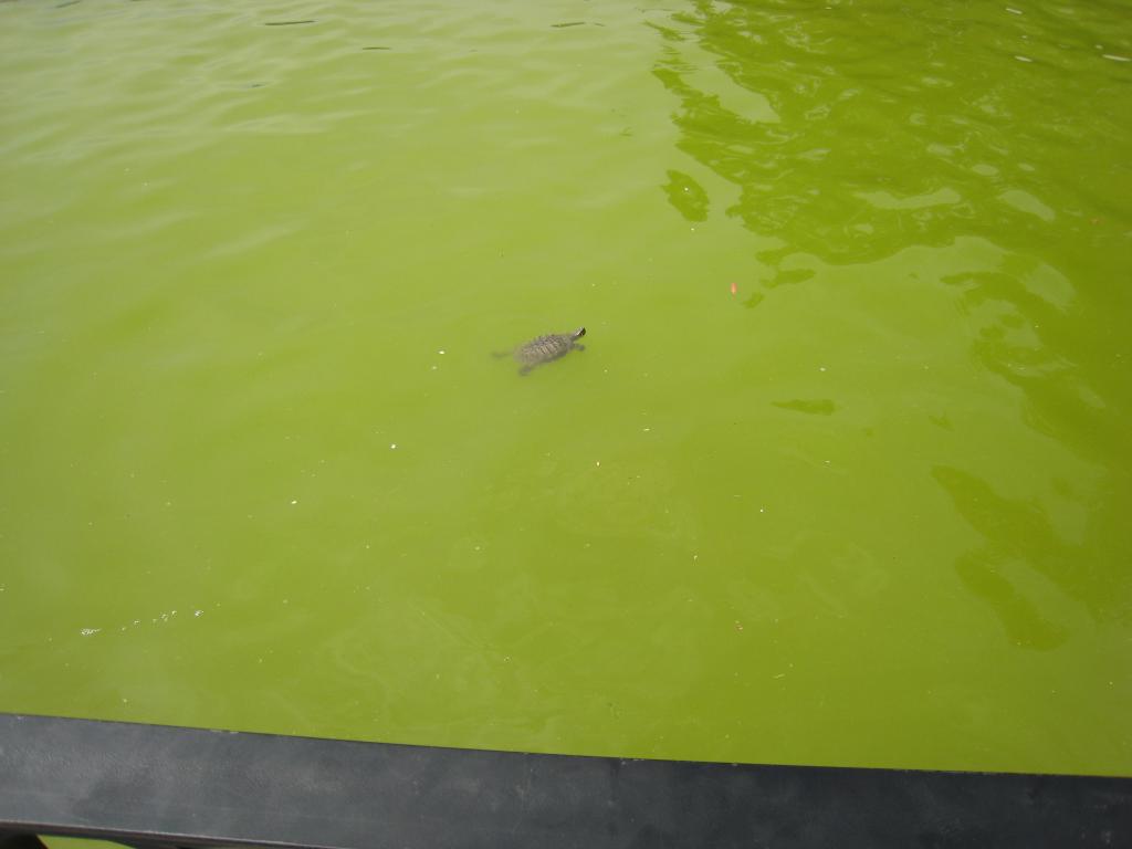 Foto: Una tortuga en el Retiro - Madrid (Comunidad de Madrid), España