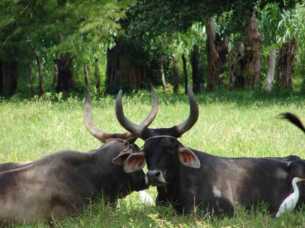 Foto de Puntarenas, Costa Rica