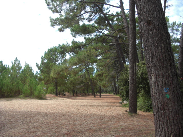 Foto de St Trojan les Bains, Francia