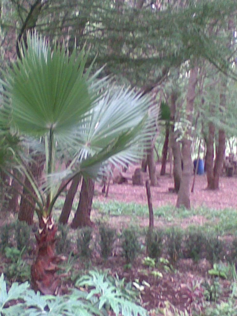 Foto de Ayotlán (Jalisco), México