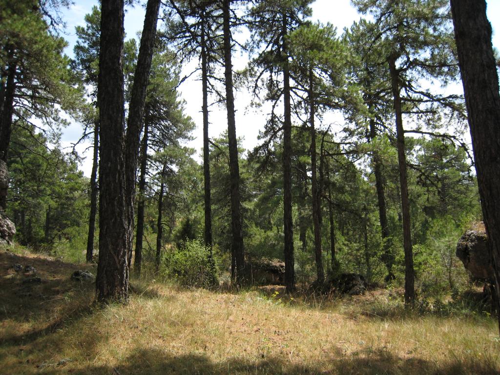 Foto de Cuenca (Castilla La Mancha), España