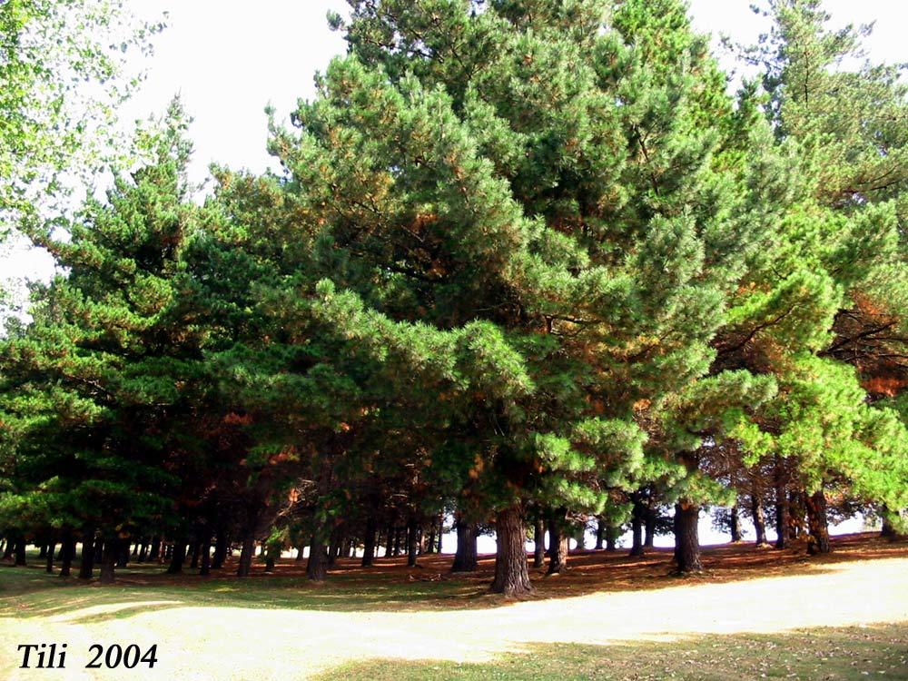 Foto de Oviedo (Asturias), España