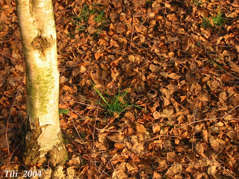 Foto de Oviedo (Asturias), España
